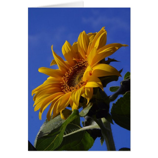 Cartes gaies de tournesol (Devant)