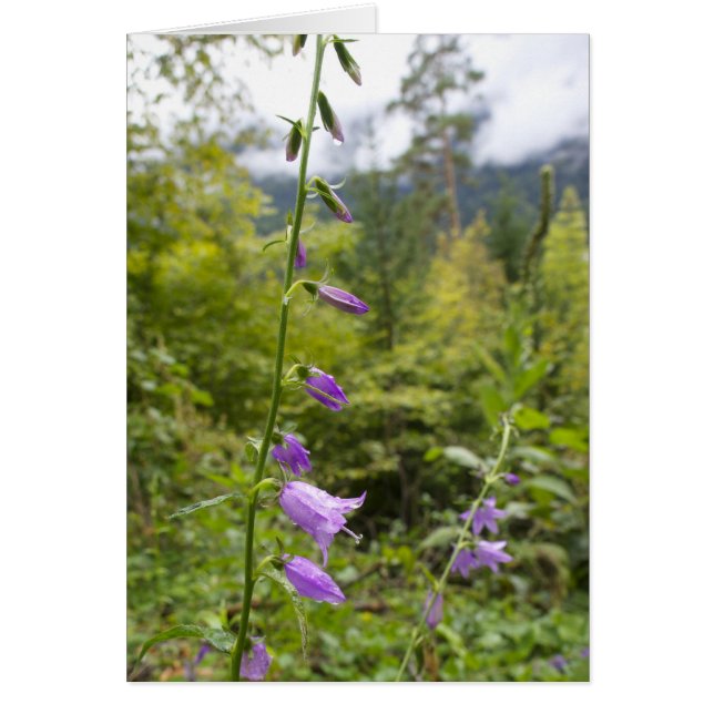 Cartes italiennes, Borgo Valsugana (Devant)