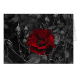 Cartes italiennes, Trento