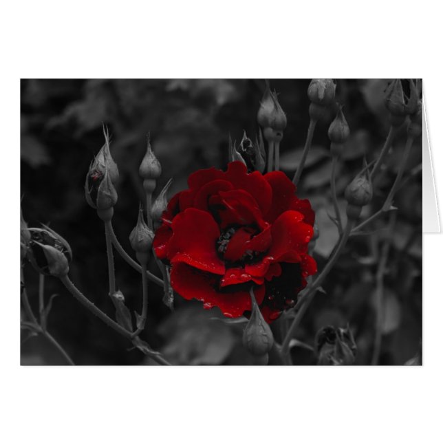 Cartes italiennes, Trento (Devant horizontal)