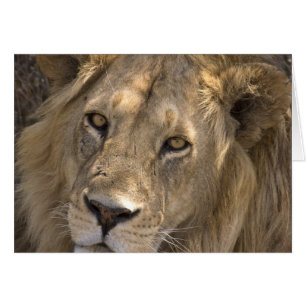 Cartes Lion Africaines