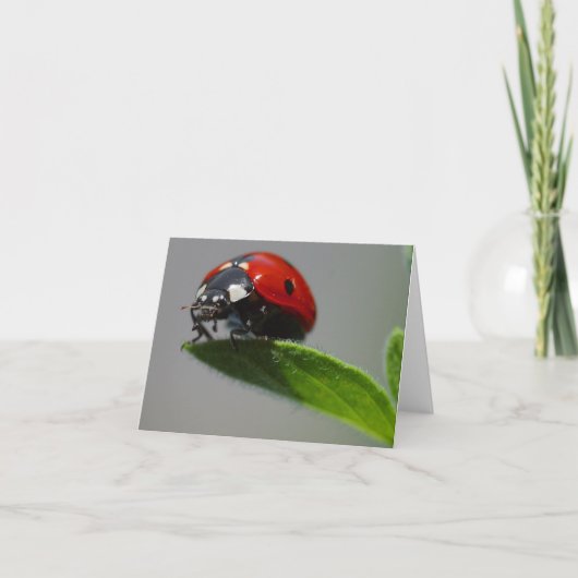 Cartes Lucky Ladybug (Devant)