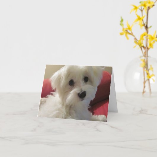 Cartes maltaises (Fleur jaune)