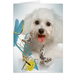 Cartes maltaises de libellule et de papillon