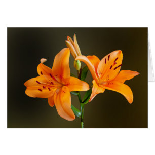 Cartes photographiques de lys tigre orange et bout