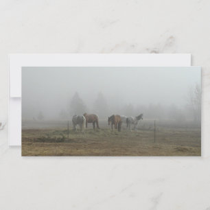 Cartes photos de brouillard du matin givré