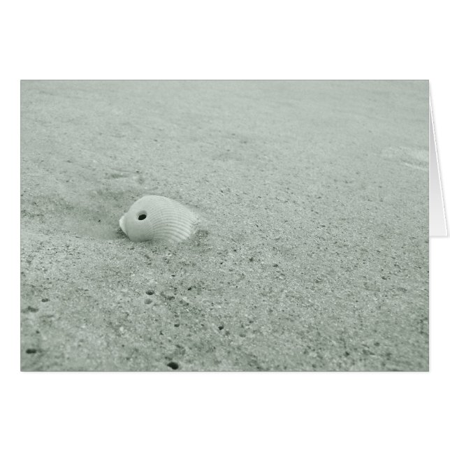 Cartes photos Sea Shell (Devant horizontal)