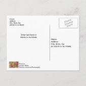 Cartes postale abstraite Pinks Saison Printanière (Dos)