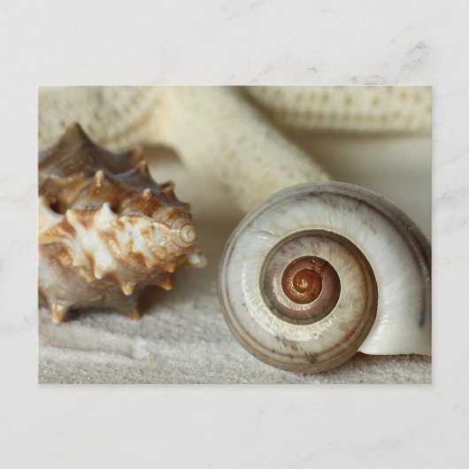 Cartes postale de plage coquillages et étoiles de  (Devant)