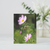Cartes postale Fleurs de Cosmea Magnifiques Prompt (Debout devant)