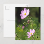 Cartes postale Fleurs de Cosmea Magnifiques Prompt (Devant / Derrière)