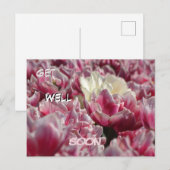 Cartes postale Tulipes blanches roses en fleurs -  (Devant / Derrière)