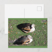 Cartes postales (Devant / Derrière)