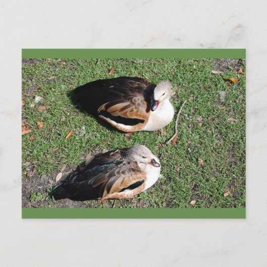 Cartes postales (Devant)