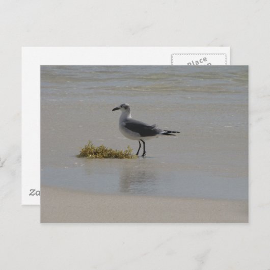 cartes postales (Devant / Derrière)