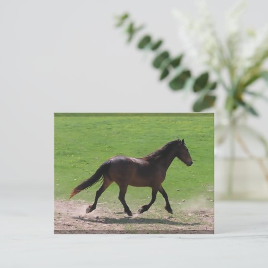 Cartes postales (Debout devant)