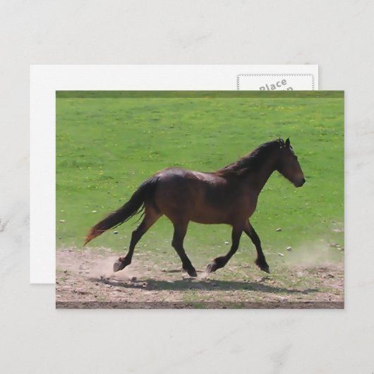 Cartes postales (Devant / Derrière)