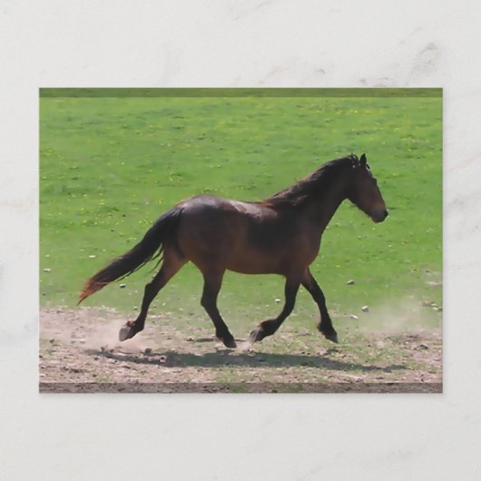 Cartes postales (Devant)