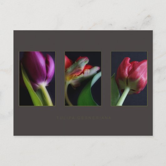 Cartes postales (Devant)