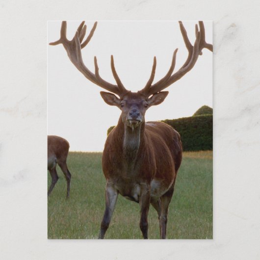 Cartes postales (Devant)