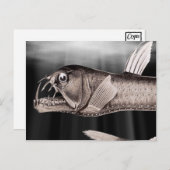 Cartes postales (Devant / Derrière)