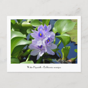 Cartes postales à fleurs collectables Water Hyacin