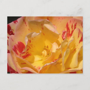 Cartes postales à fleurs de rose jaune doux