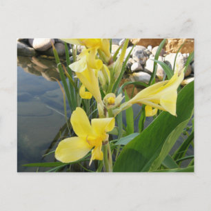 Cartes postales à fleurs jaunes