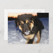 Cartes postales à visage idiot (Devant / Derrière)