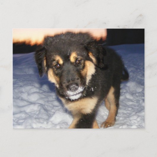 Cartes postales à visage idiot (Devant)