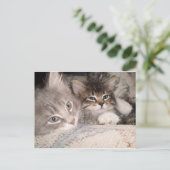 Cartes postales adorables pour animaux (Debout devant)