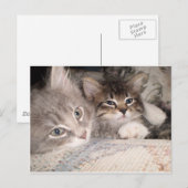 Cartes postales adorables pour animaux (Devant / Derrière)