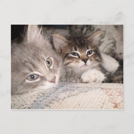 Cartes postales adorables pour animaux (Devant)