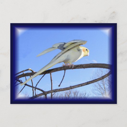 Cartes postales aérodynamiques (Devant)