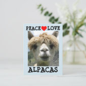 CARTES POSTALES ALPACA LOVE (Debout devant)