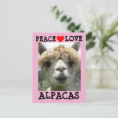 CARTES POSTALES ALPACA LOVE (Debout devant)