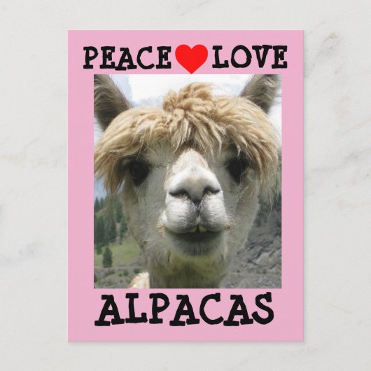 CARTES POSTALES ALPACA LOVE (Devant)