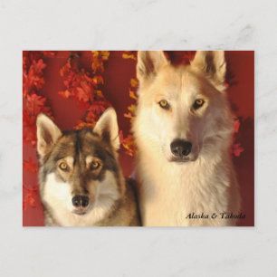 Cartes postales Alpha Wolves Fall