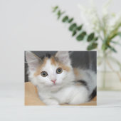 Cartes postales American Mediumhair Calico Kitten (Debout devant)