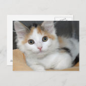 Cartes postales American Mediumhair Calico Kitten (Devant / Derrière)