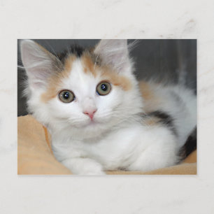 Cartes postales American Mediumhair Calico Kitten