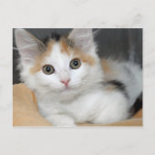 Cartes postales American Mediumhair Calico Kitten (Devant)
