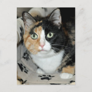 Cartes postales American Shorthair Calico Shelter 