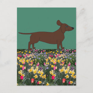 Cartes postales amusantes avec Dachshund et Flower