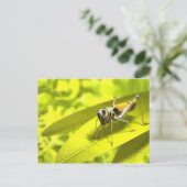 Cartes postales Animaux 34 (Debout devant)