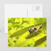 Cartes postales Animaux 34 (Devant / Derrière)