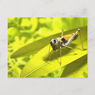 Cartes postales Animaux 34