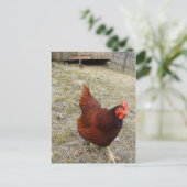 Cartes postales au poulet (Debout devant)