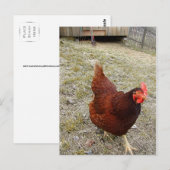 Cartes postales au poulet (Devant / Derrière)