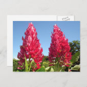 Cartes postales aux fleurs de flamme (Devant / Derrière)
